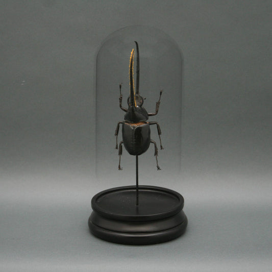 Black Hercules Beetle Glass Cloche