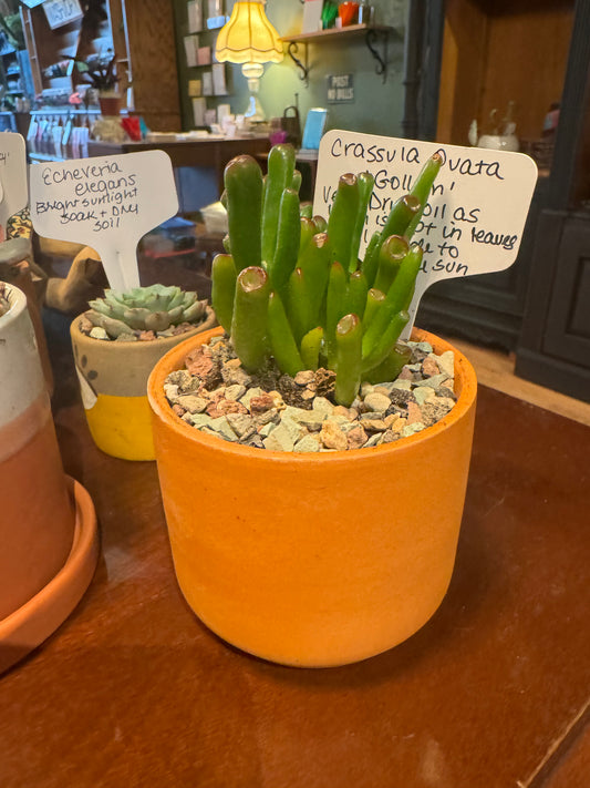 Crassula Ovata Gollum in Pot