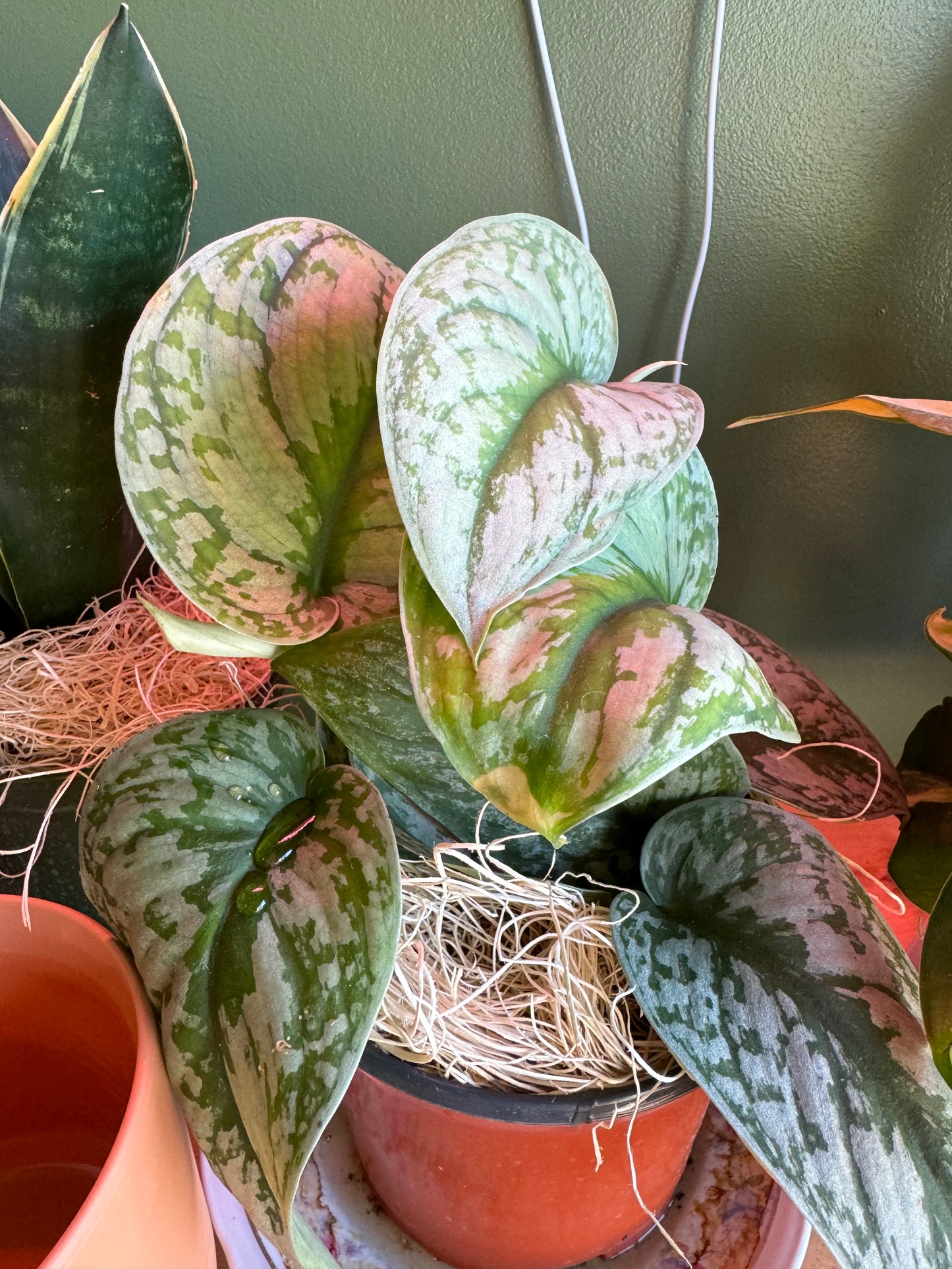 Pothos Silver splash