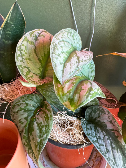 Pothos Silver splash